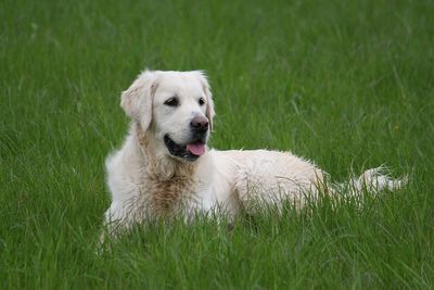 Close-up of dog on field