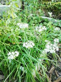 Close-up of flowers