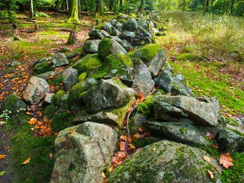 Moss growing on rock in forest