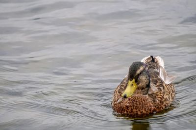 Duck swimming in a lake