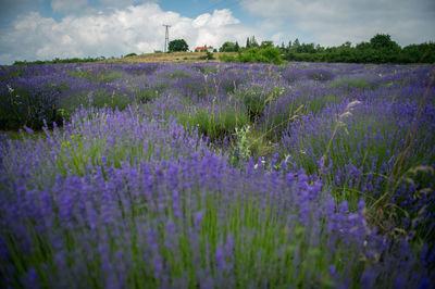 Lavenders growing on field