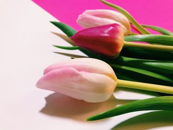 Close-up of pink tulip