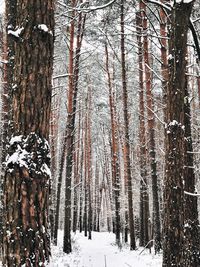 Trees in forest