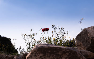 Low angle view of red flowering plants against sky