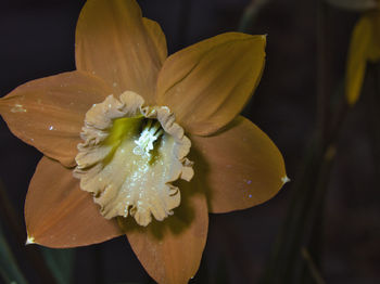 Close-up of wet flower