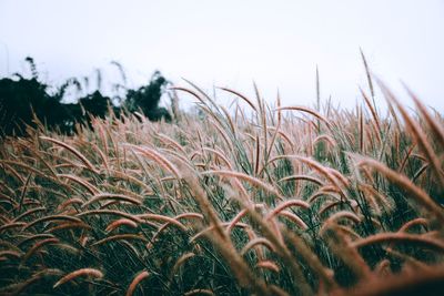 Close-up of stalks in field against clear sky