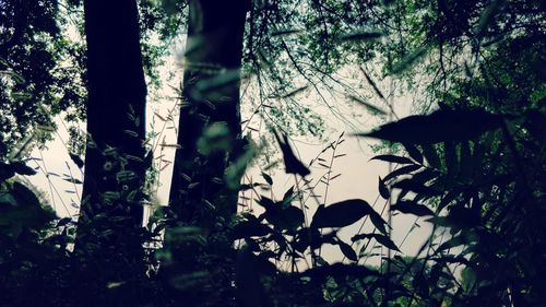 Trees growing in forest