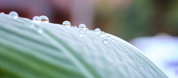 Close-up of water drops on leaf