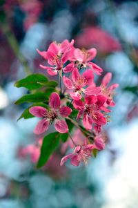 Close-up of pink flowers blooming outdoors