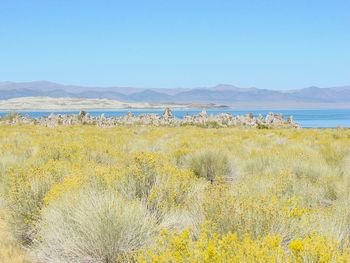 Yellow flowers growing on beach against clear sky