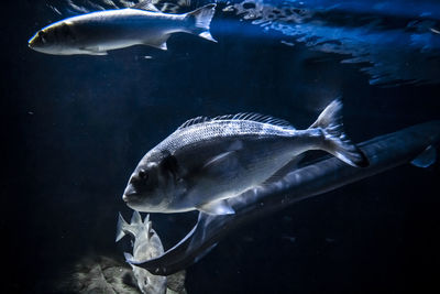 Fish swimming in sea