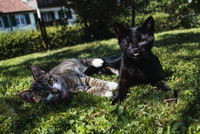 Portrait of cats relaxing on field
