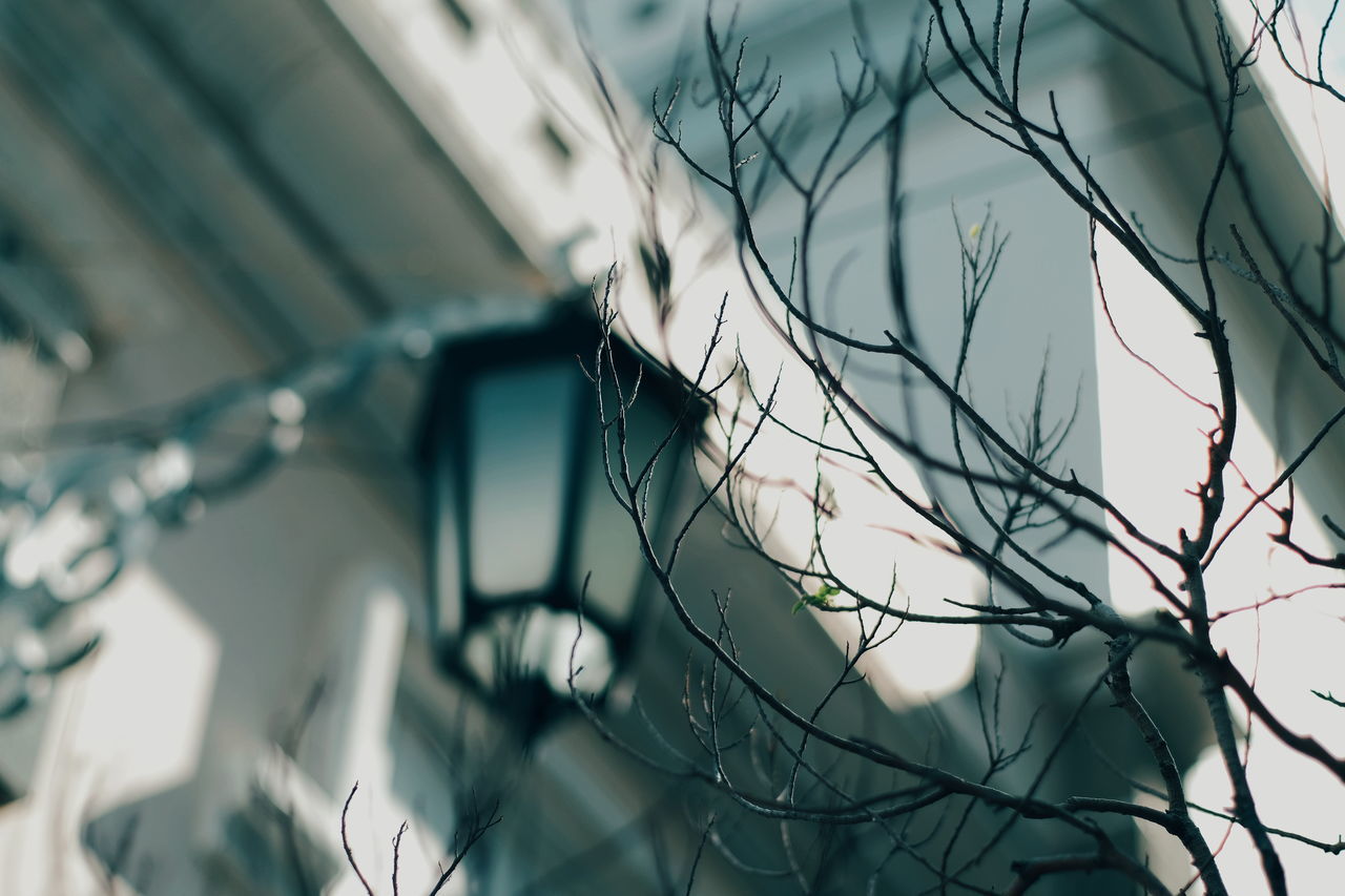 selective focus, no people, close-up, day, nature, plant, focus on foreground, outdoors, low angle view, built structure, growth, architecture, pattern, fragility, vulnerability, sky, wall - building feature, reflection