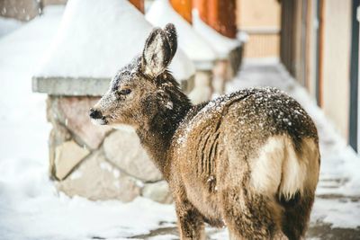 Close-up of deer in snow