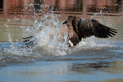 Goose splash