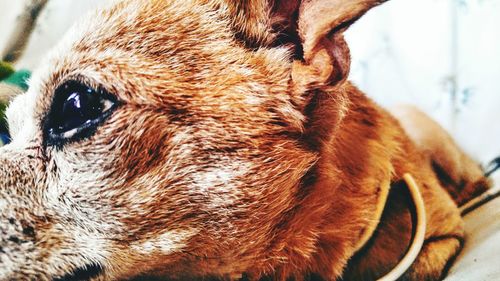 Close-up portrait of dog