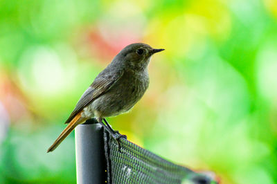 Close-up of young robin perching on chair