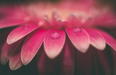 Close-up of wet pink flower