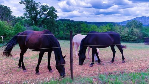 Horse standing on field against sky