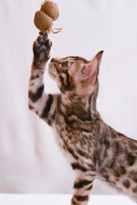 Close-up of cat playing with white background