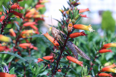 Close-up of butterfly pollinating on flower