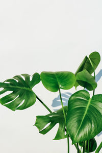 Close-up of leaves against white background