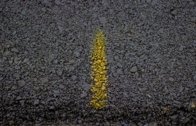 Road marking on asphalt road