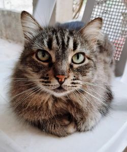 Close-up portrait of a cat