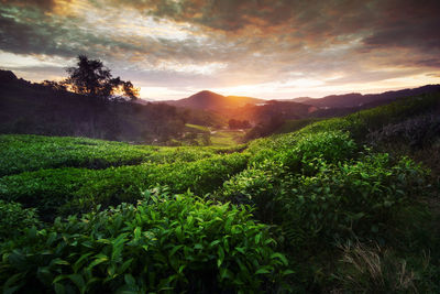 Scenic view of field against sky at sunset