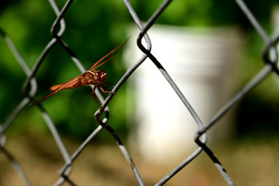 Close-up of grasshopper on chainlink fence