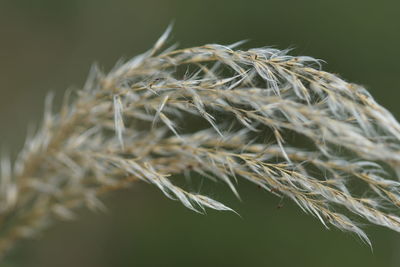 Close-up of plant against blurred background