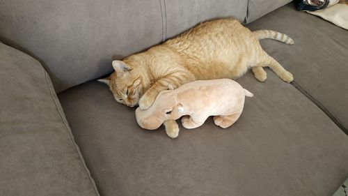 High angle view of dog sleeping