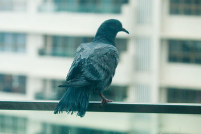 Close-up of bird perching on a window