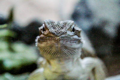 Close-up portrait of a lizard