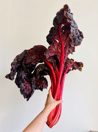 Seasonal autumn vegetables against a white background 