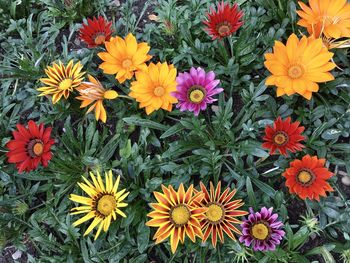 High angle view of multi colored flowering plants