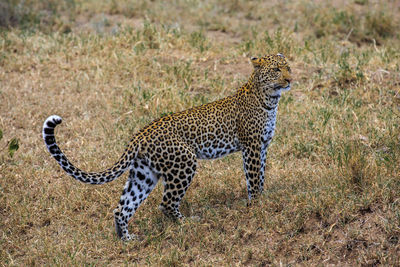 High angle view of leopard standing on grassy field