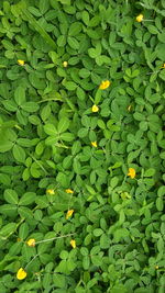 Full frame shot of green leaf