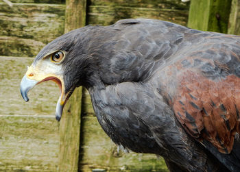 Side view of harris hawk outdoors