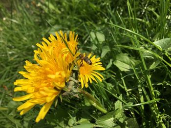 Close-up of insect on yellow flower blooming in field