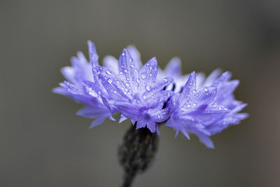 Close-up of purple flower