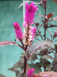 Close-up of flowers blooming outdoors