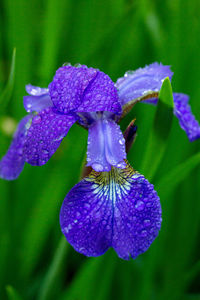 Close-up of water drops on purple flowering plant