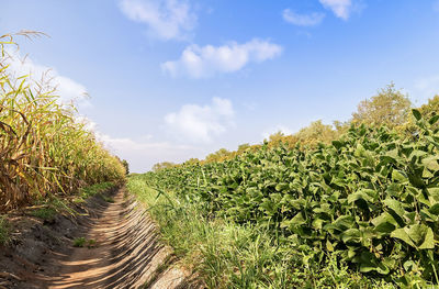 Plants growing on field against sky