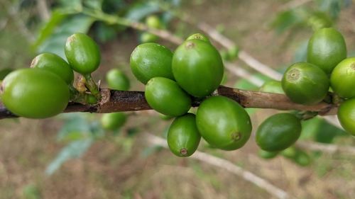 Close-up of tomatoes growing on tree