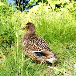 Ducks on grassy field