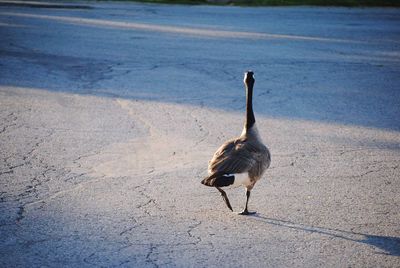 Bird on road