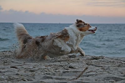 Dog on beach during sunset