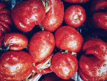 High angle view of wet tomatoes