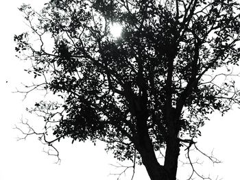 Low angle view of bare trees against sky